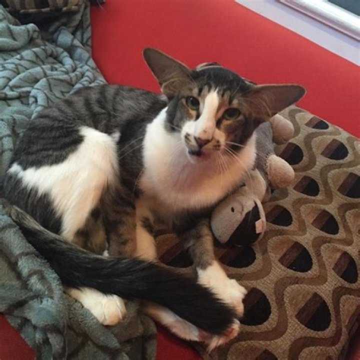 Cat That Looks Like Kylo Ren Gets Adopted