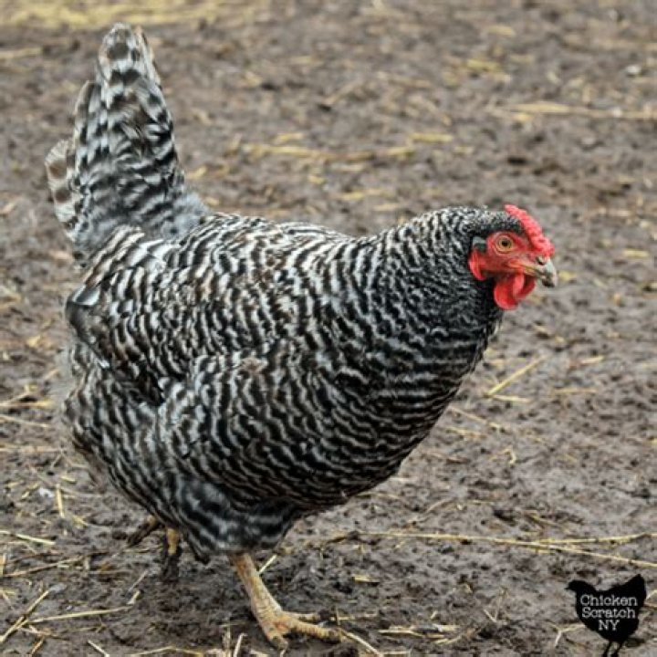 Damon Dominique’s Girlfriend: Who is Damon Dominique Dating?