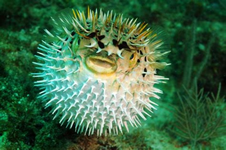 Fame | PEZ net worth and salary income estimation Jan, 2024